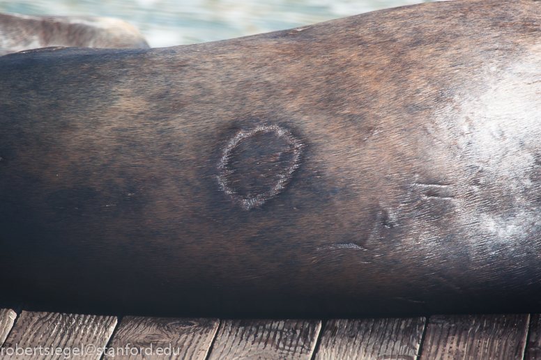 sealion with cookie cutter shark scar